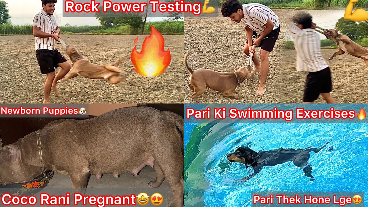 Rock Ki Bhot Time K Bad Power Or Strength Check Ki💪Tubewell Par Fruits K Tree Lga Diya🌴Coco Puppies😍