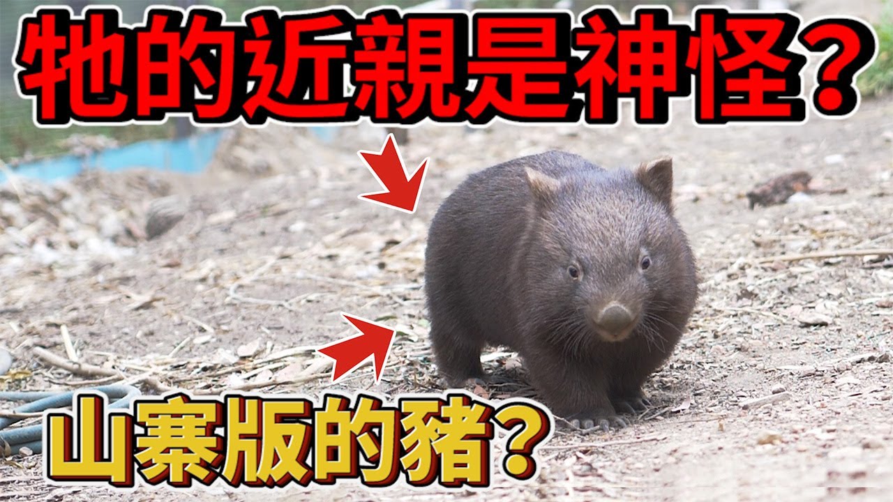 山寨小豬