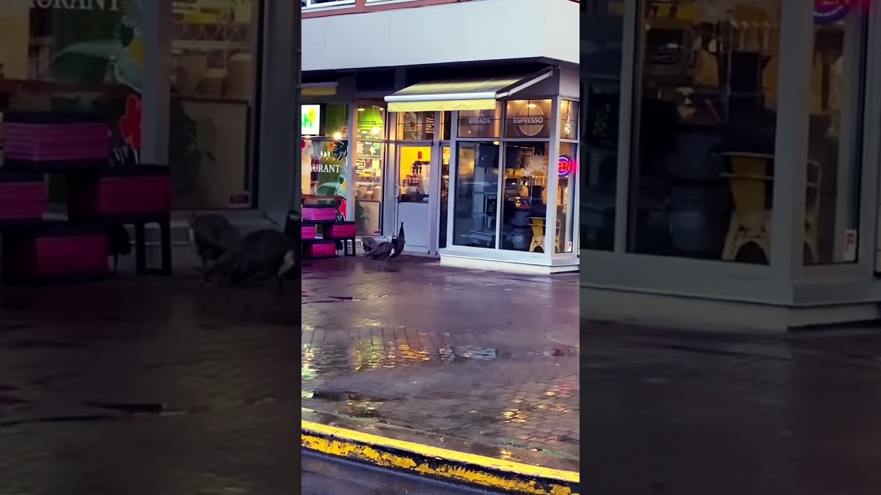 Peacocks Storm a Victoria Café – Espresso Drama in Cook Street Village! 
