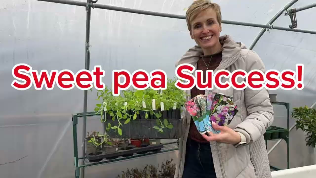 Easy guide to growing sweet peas.