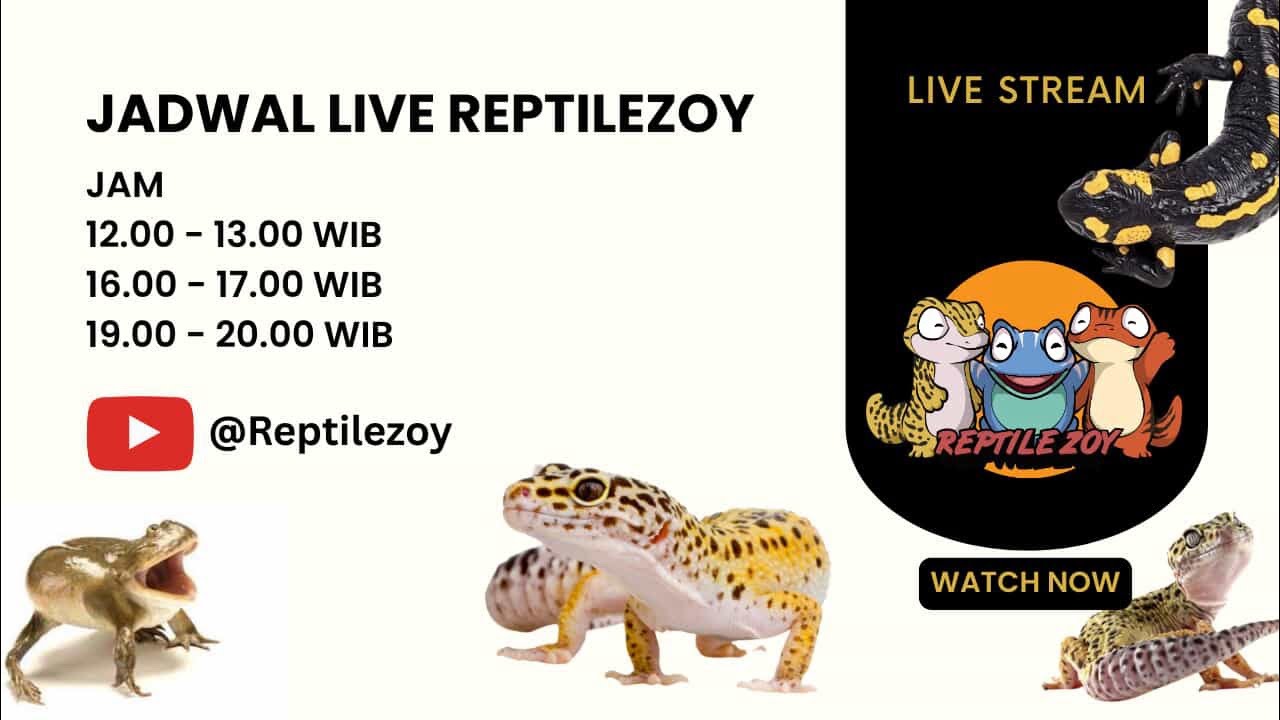 22.01.2026 REPTILEZOY | JUAL LEOPARD GECKO & AMPHIBI 🔥
