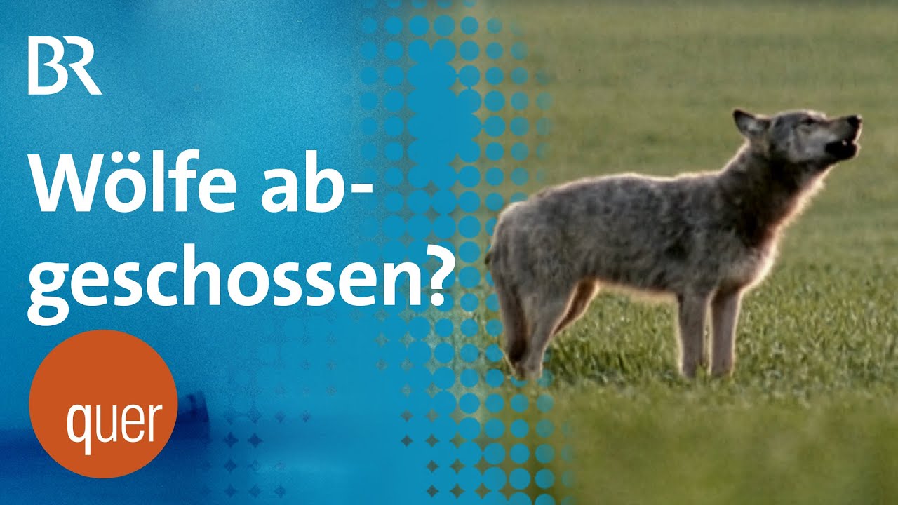 Drei Wolfsrudel in Bayern verschwunden: Waren es Wilderer? | quer vom BR