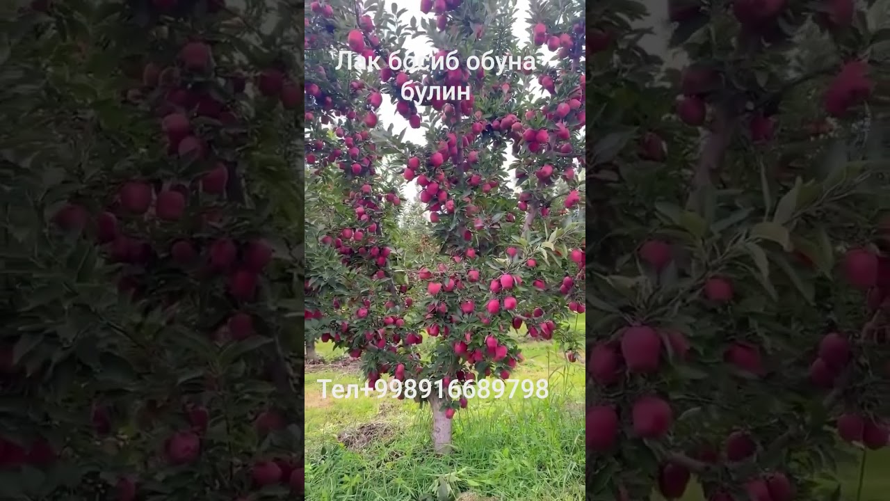 Стап керепсон олма нави кучатлари сотувда тайор
