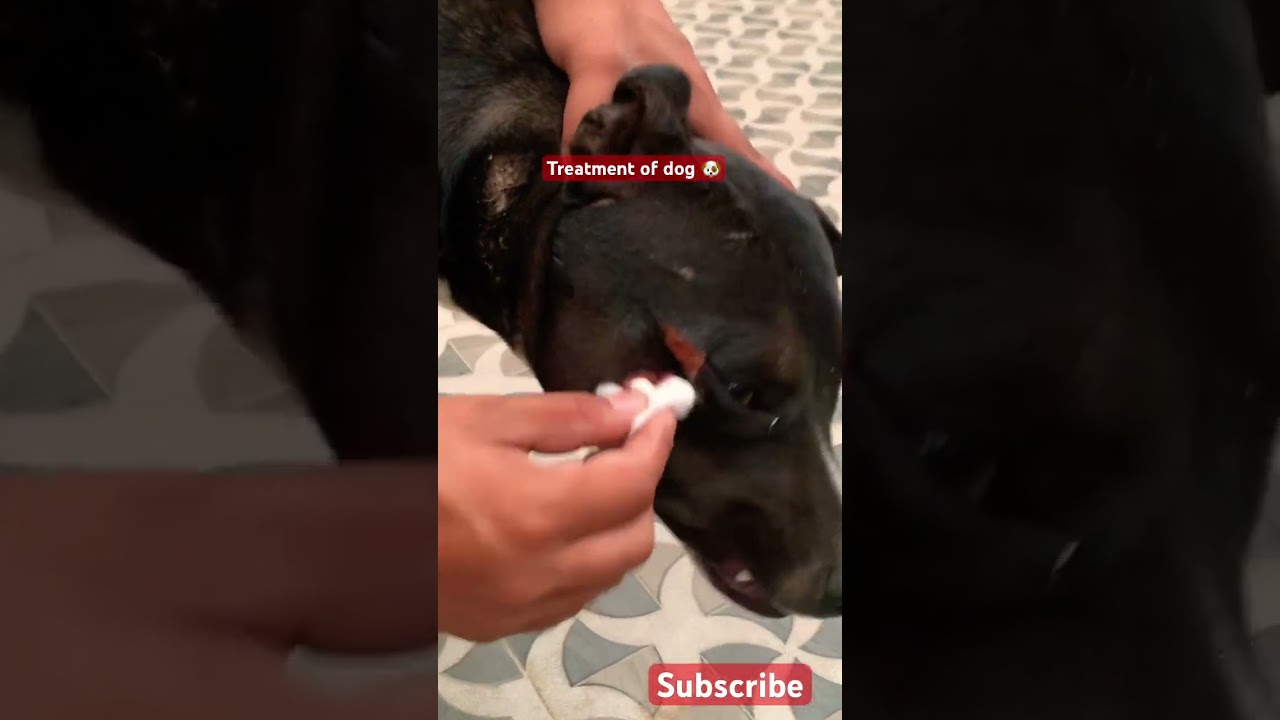 Treatment of dog wounds |antispectic |injured dog |