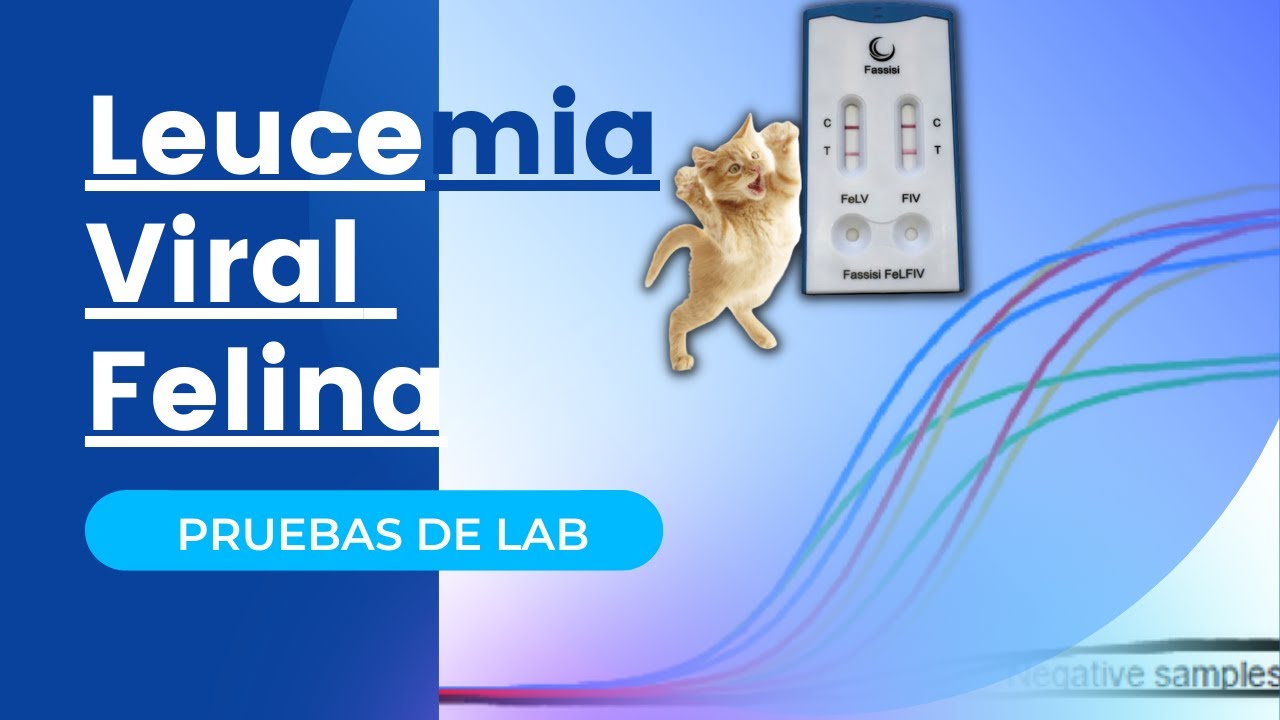 DIAGNÓSTICO DE LEUCEMIA VIRAL FELINA 😺  [ VILEF ]