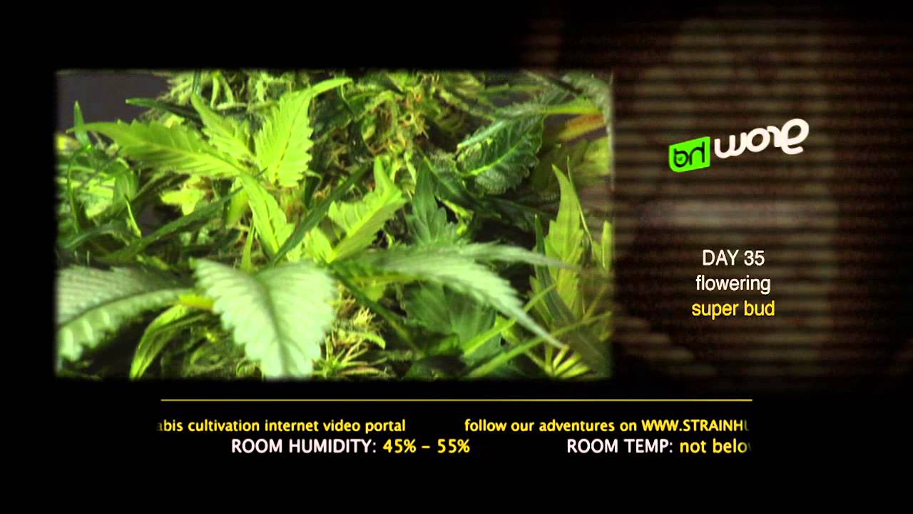 Super Bud - Green House Grow Sessions
