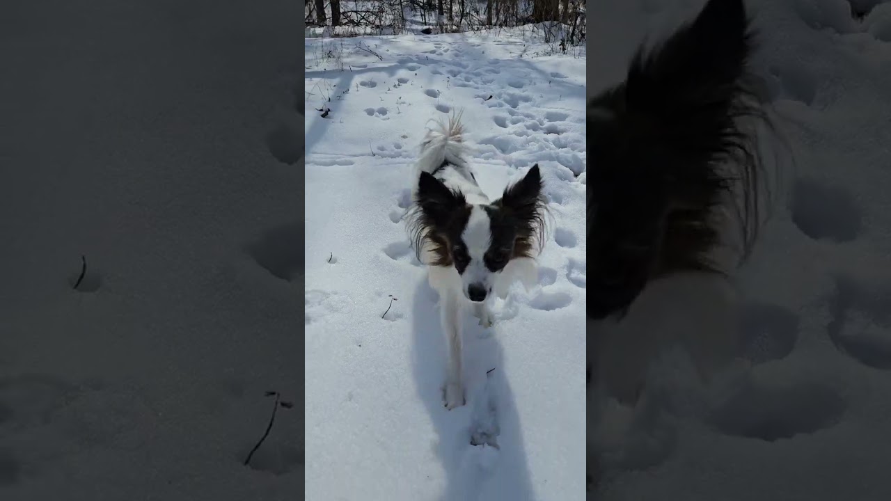 A Snowy day for doggy walking #jackrussellterrier ##yorkshireterrier ##papillondog 