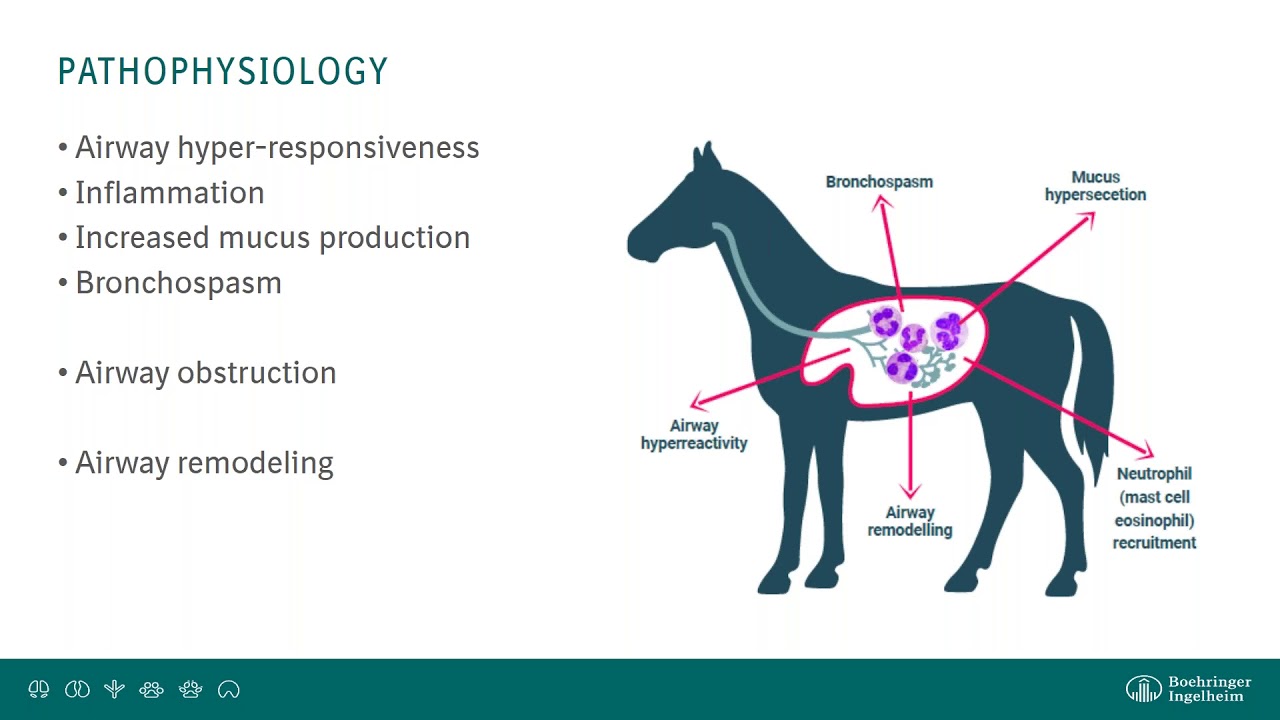 A Closer Look at Equine Asthma