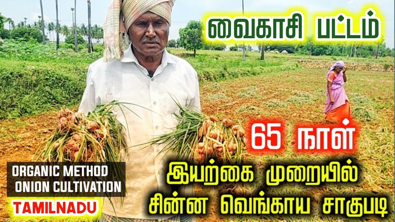 Onion cultivation within 65 days | Organic method |சின்ன வெங்காய சாகுபடி| TAMIL | FARMERS POST