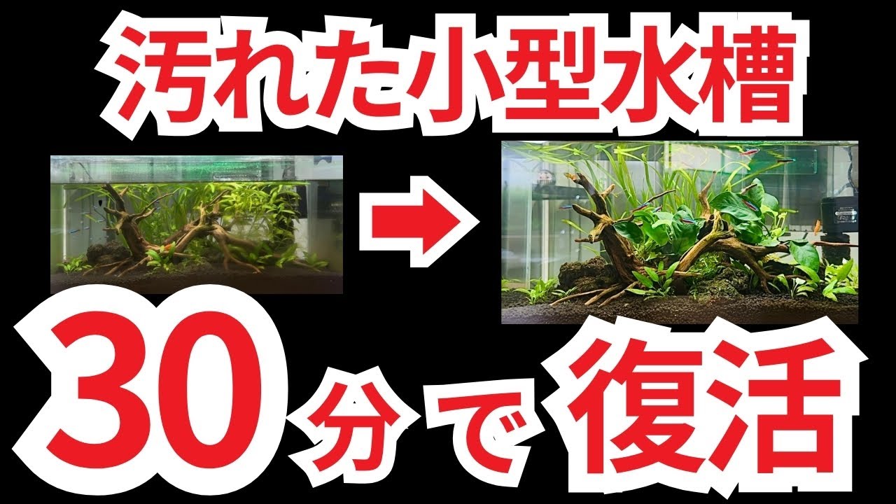 【これで解決!】初めてでも失敗しない小型水槽の掃除方法を教えます