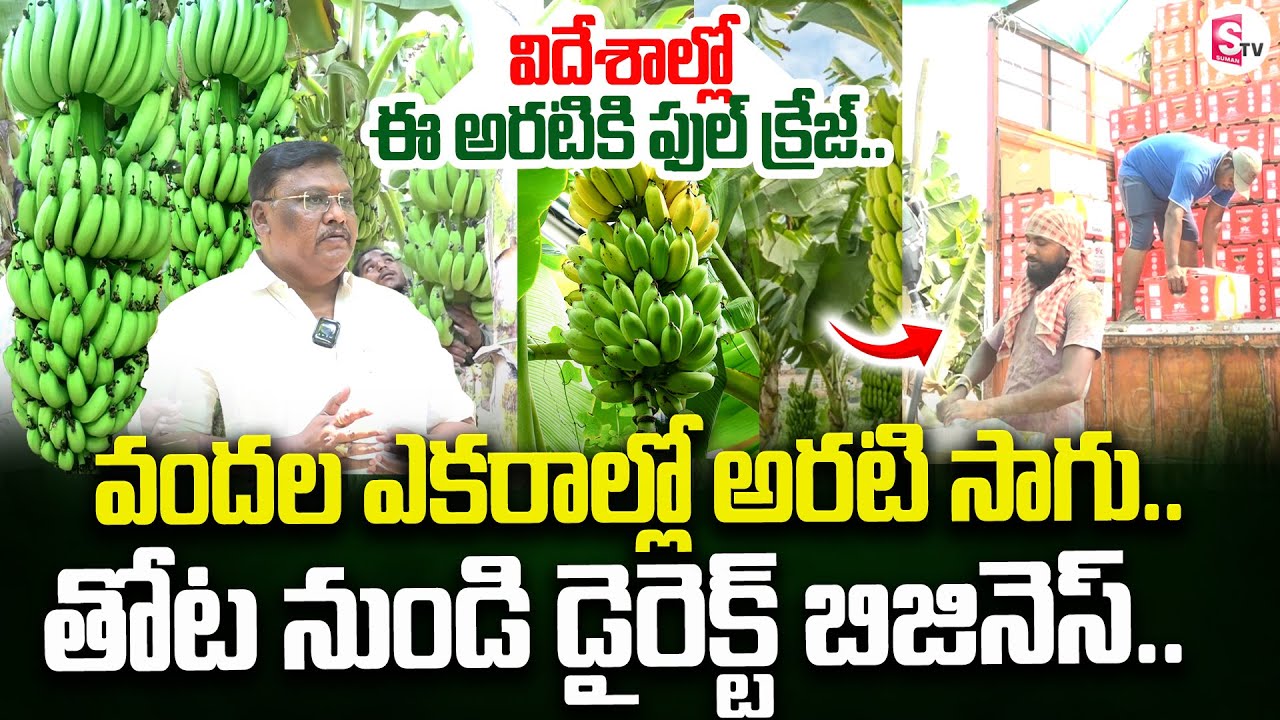విదేశాల్లో ఈ అరటికి ఫుల్ క్రేజ్..| Huge Banana farming In Anantapur | SumanTV Rythu