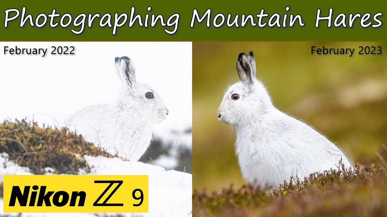 Photographing Mountain Hares in the Scottish Highlands | Nikon Z9 & 400mm f/4.5 VR S