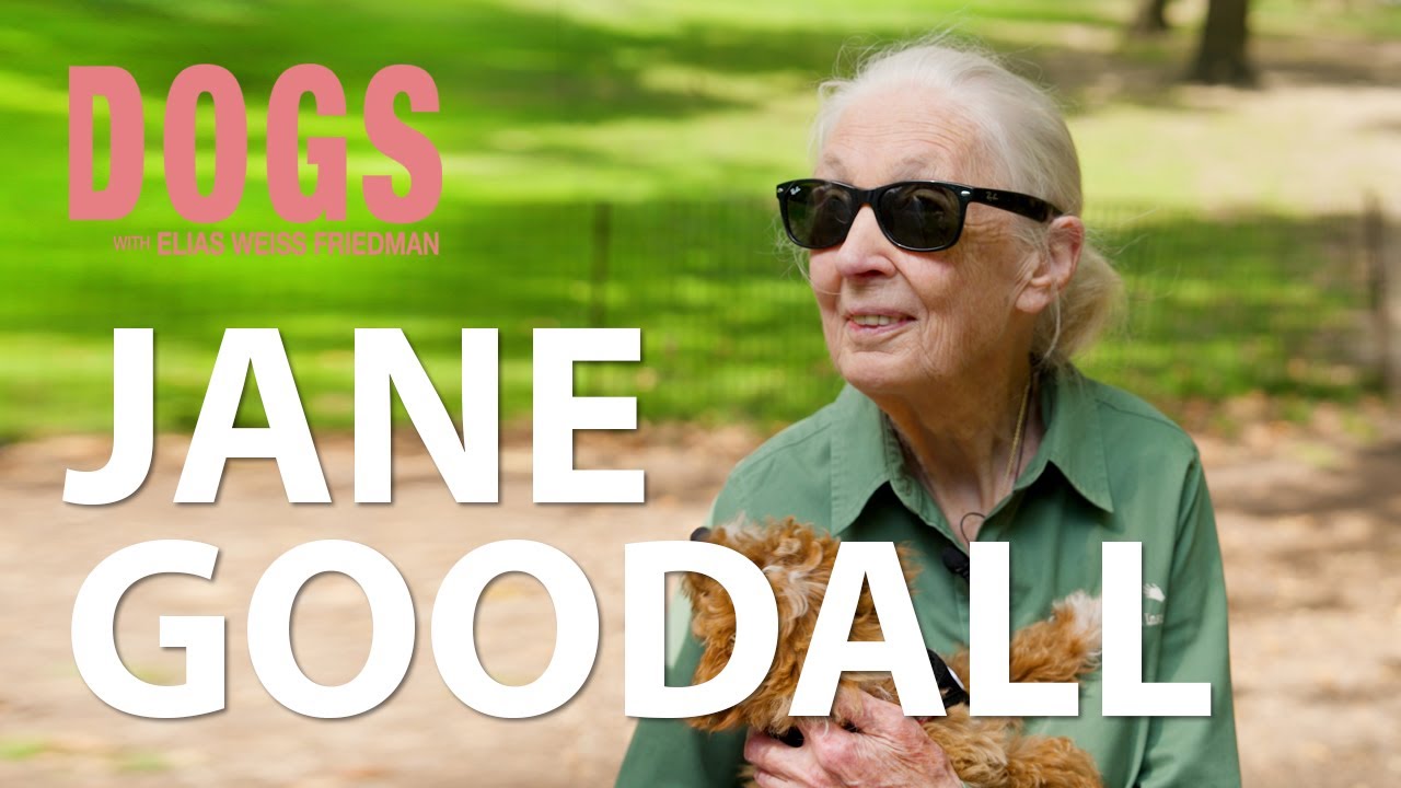 Talking chimpanzees and DOGS with Dr. Jane Goodall