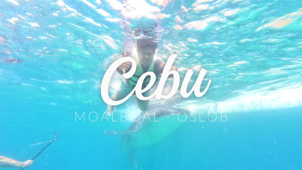 Philippines BEST Marine Adventure: Moalboal Sardines + Oslob Whale Sharks!
