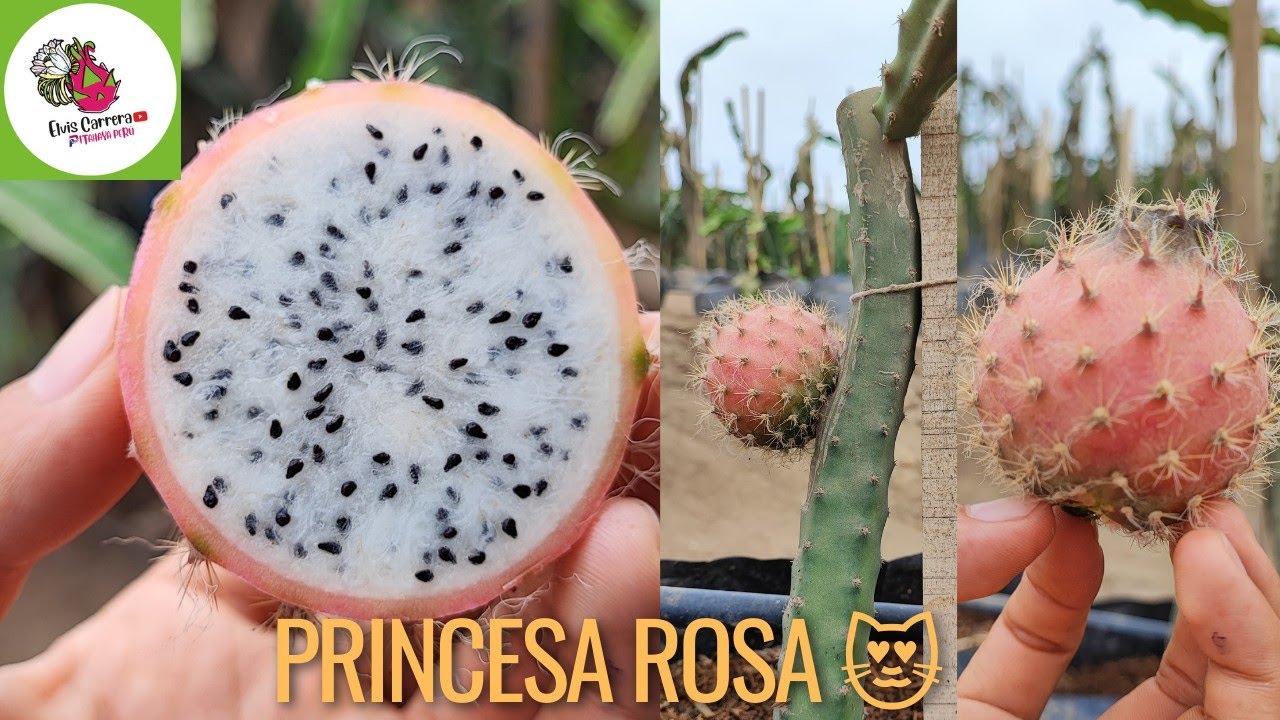 Selenicereus grandiflorus 🐉 Princesa Rosa 😍#dragonfruit #pitahaya #pitayas #selenicereus#cactus