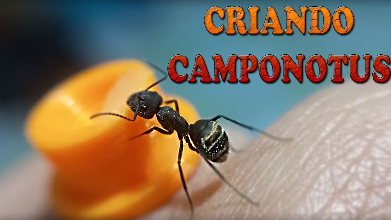 CRIANDO CAMPONOTUS | Todo sobre las Hormigas Carpinteras 🐜🔨