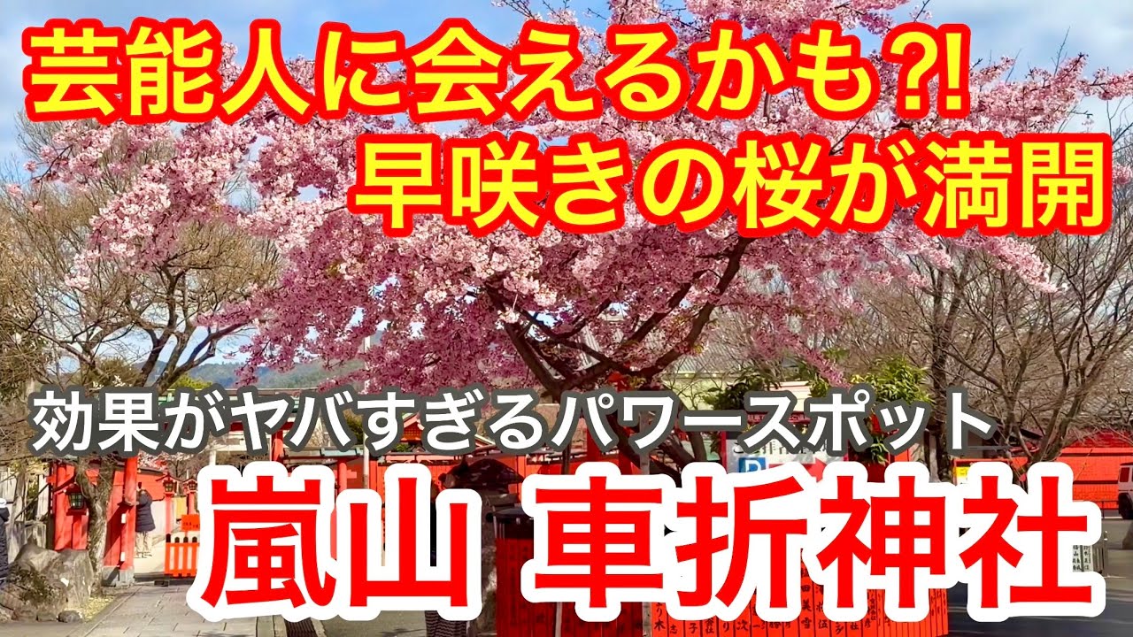 2026年3月9日 芸能人に会えるかも⁉️早咲きの桜🌸が咲く 効果がヤバすぎるパワースポット🍀京都嵐山 車折神社⛩️ Kurumazaki Shrine, Arashiyama