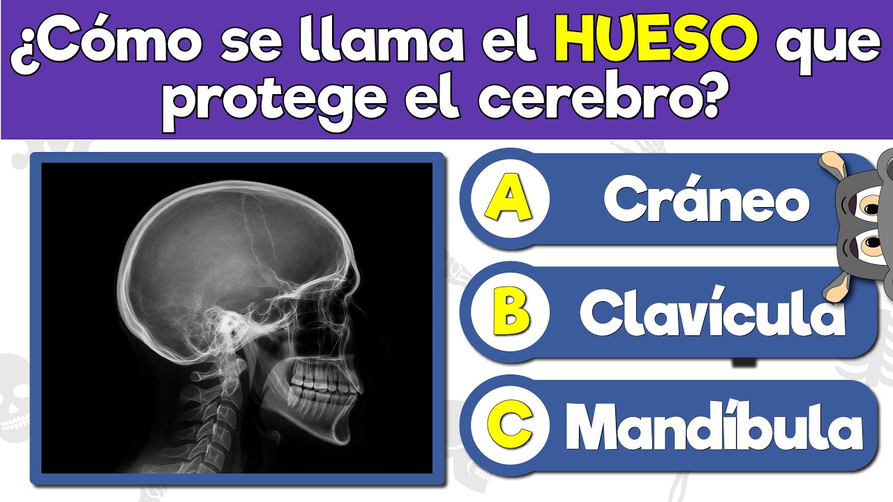 50 Preguntas sobre el Sistema Óseo 🦴 | Trivia de Biología