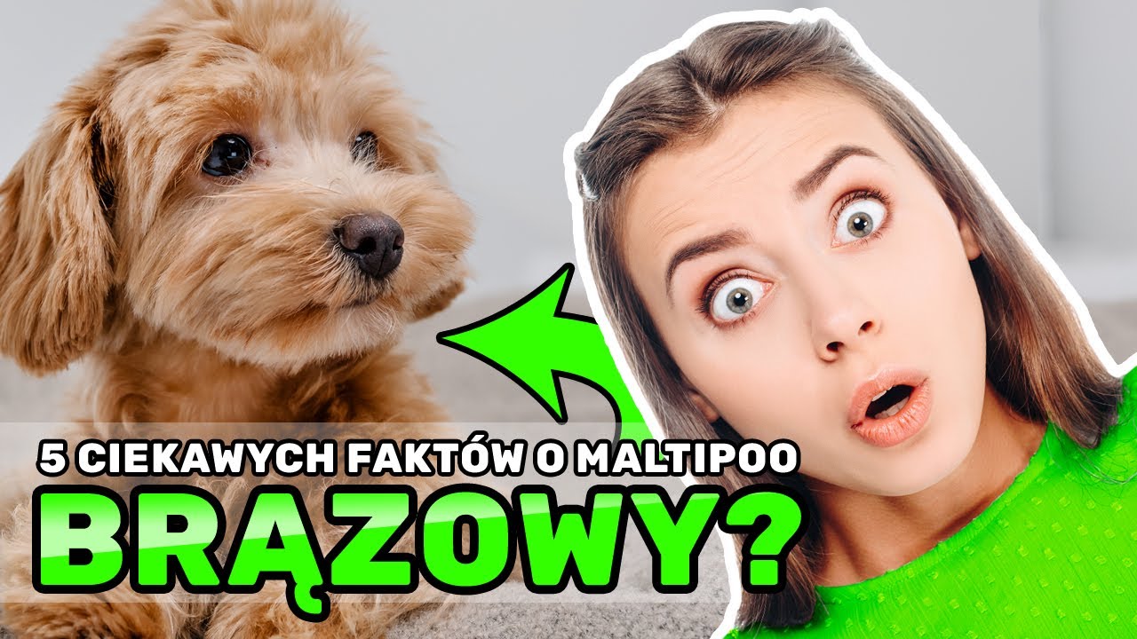 Maltipoo: TOP 5 Zaskakujących Fakt&oacute;w o Pluszowym Czworonogu! 4K
