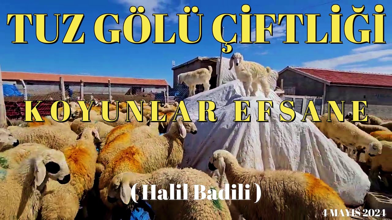 TUZ GOLU ÇİFTLİĞİ 🔹 RAMO'NUN KOYUNLARI EFSANE 🔹(BÖLÜM 1)