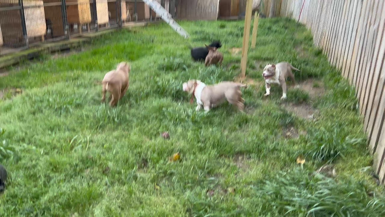 😳 Yard Full Of Bullies??? American Bullies Play!