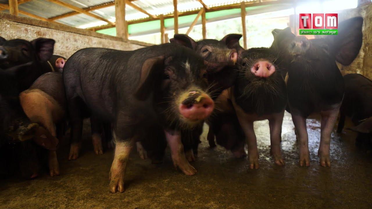 EIKHOIGI THOUDANG | PIG BREEDING FARM | PIPI KEITHELLAKPAM | PT-1