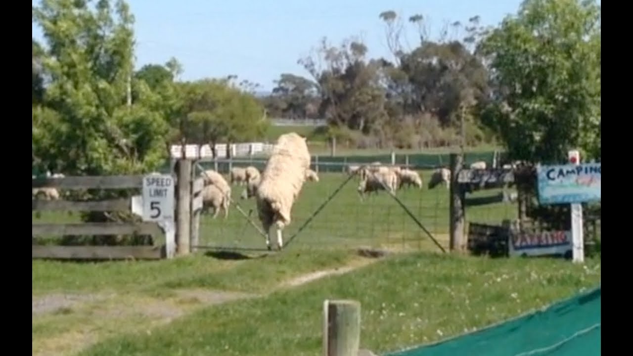 Amazing high jumping sheep!