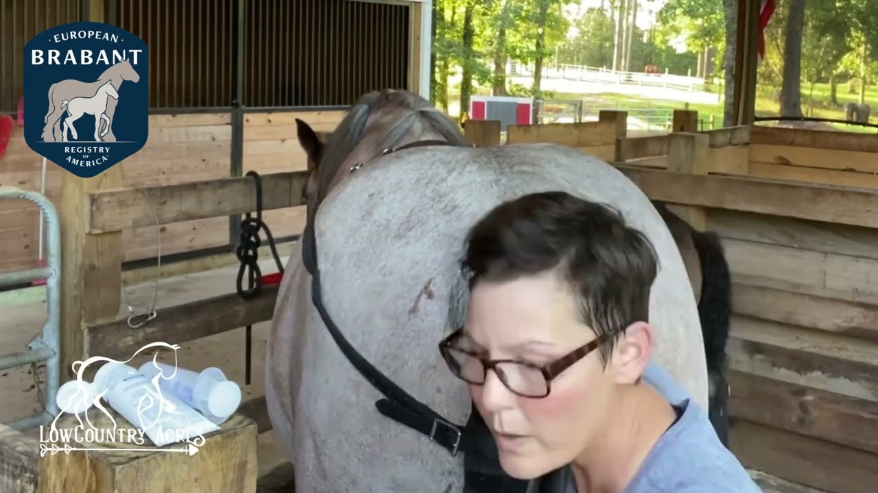 Artificial Insemination of a Mare