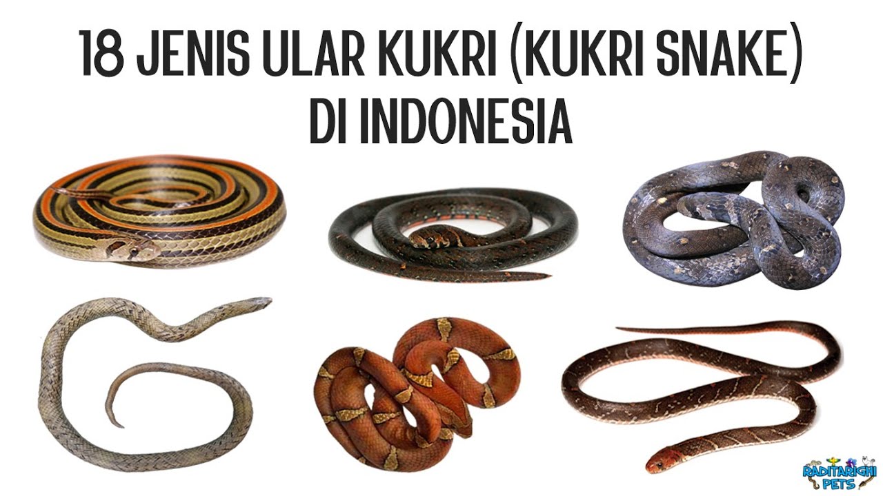 18 Jenis Ular Kukri (Oligodon) di Indonesia, Bonus 2 Jenis Ular Kukri yang Belum Tahu Jenisnya