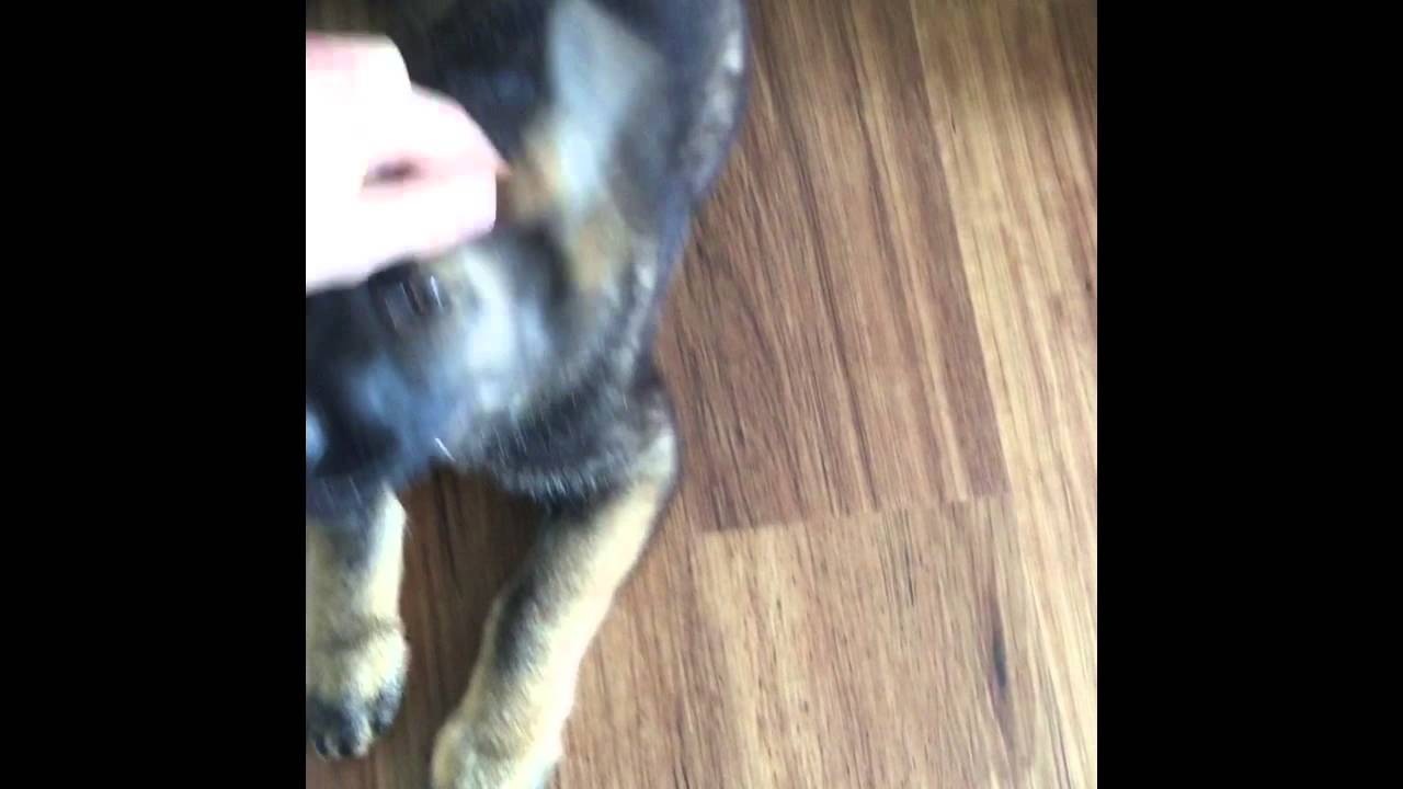 10 Week Old DDR/Czech German Shepherd