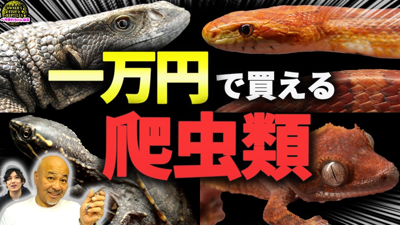 爬虫類ショップで一万円以下で購入できる生体を紹介！！