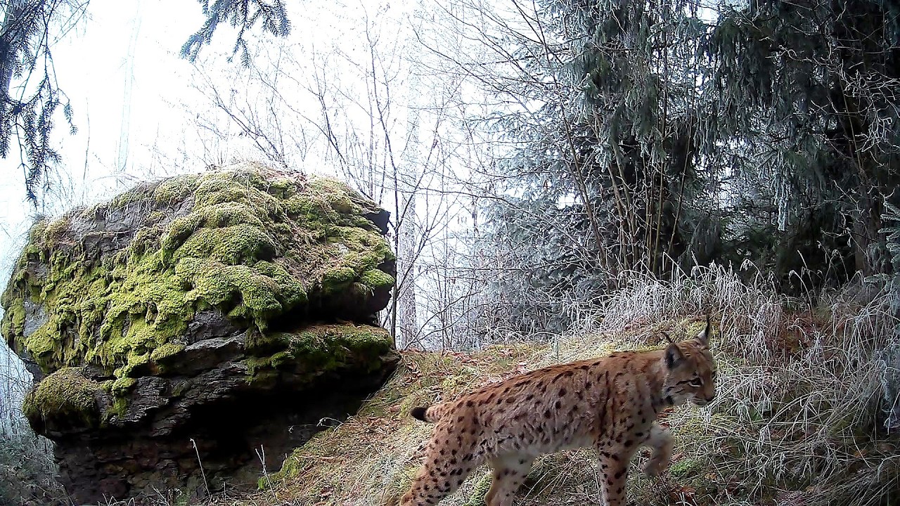 Rysí námluvy - 2026 (ZAPNI  SI ZVUK!!!)  Lynx courtship (Lynx lynx) TURN ON YOUR SOUND!!!