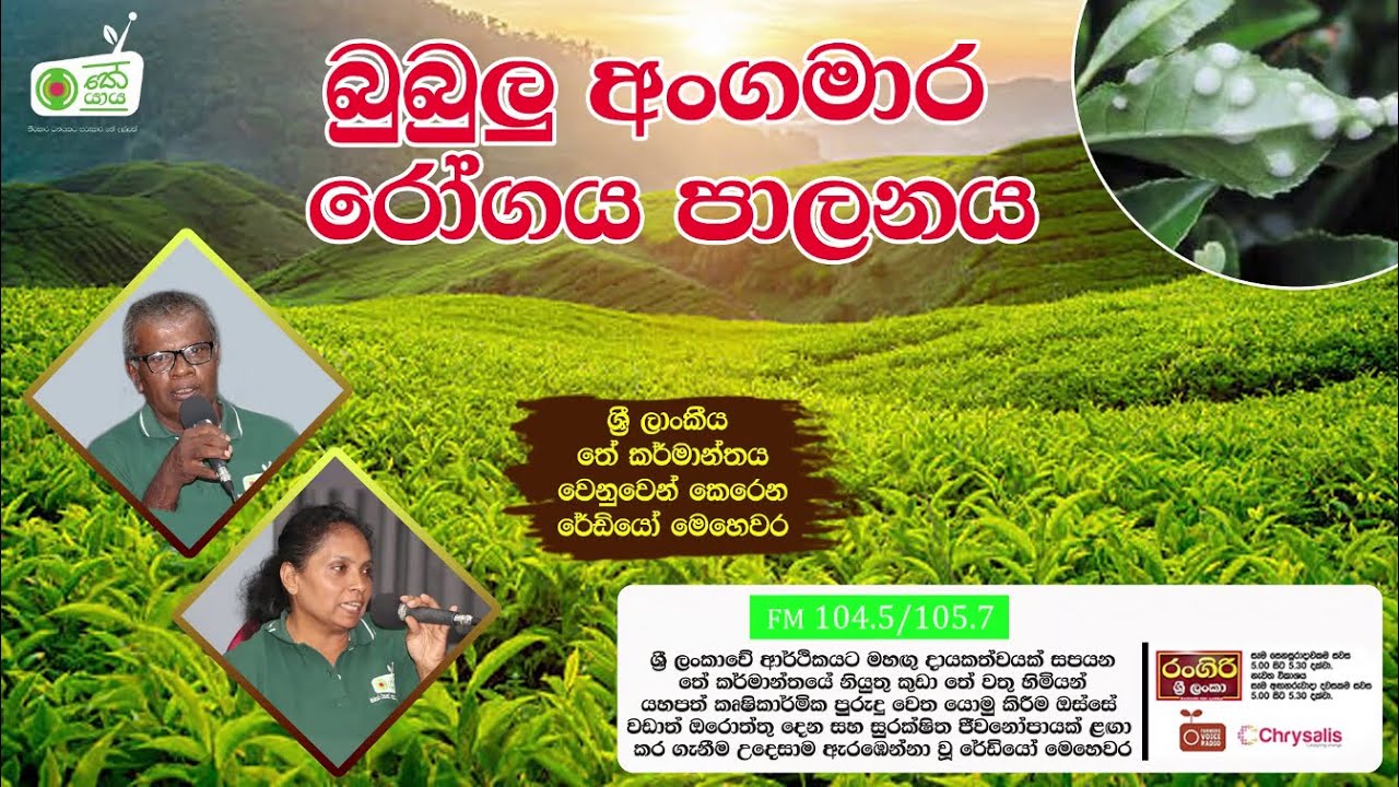 අවුරුද්දේ අන්තිම කාලයේ තේ ගහට ඇති කරදර සහ ඒවා පාලනය කරන ක්‍රම | තේ යාය - Farmer Voice Radio
