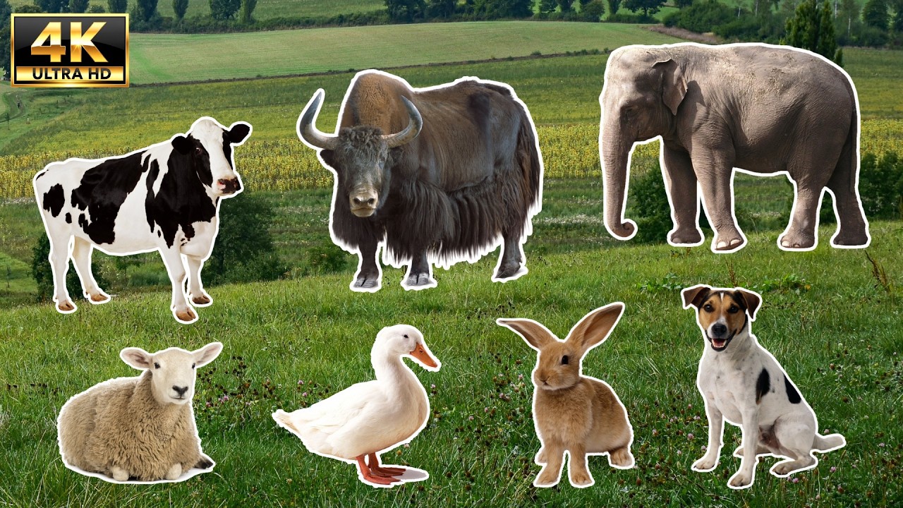 Cute Animal 4k : Bird Cat Dog Rabbit Butterfly - Animal Sounds - Age Animals