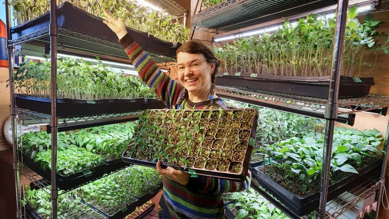 Grow Great Indoor Seedlings | Top 3 Tips