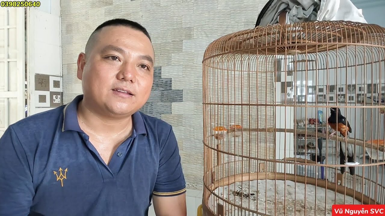 Cách thuần chim dành cho người làm việc cả tuần.