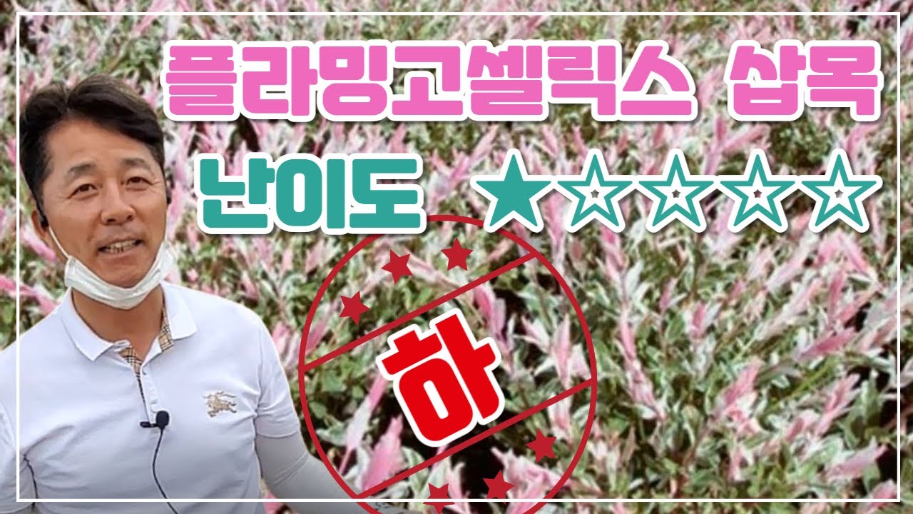 화성나무도매시장 플라밍고셀릭스삽목, 잘라요 ! 꽂아요 ! 끝!