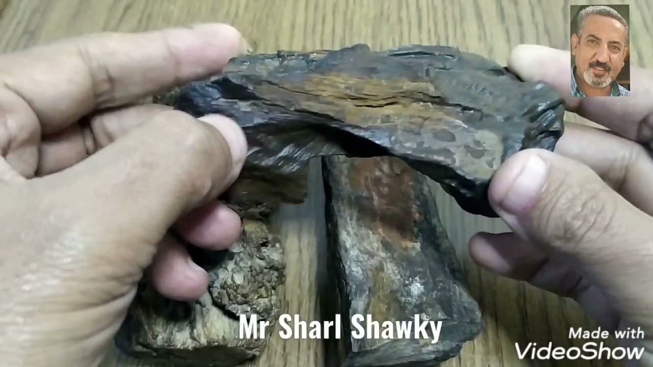 حفريات الاخشاب المتحجرة للاستاذ شارل شوقى الصف الثاني الاعدادي