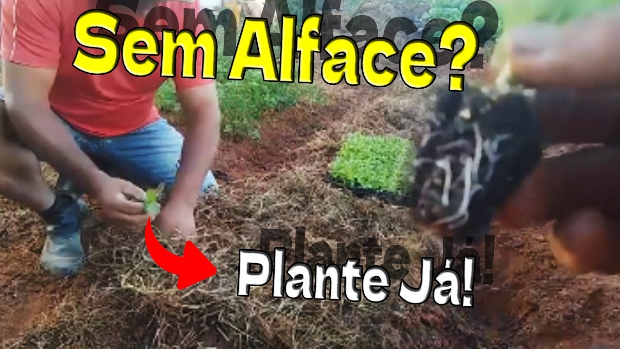 Alface Crescendo Rápido? 🌿 Segredo Para Colheita em Apenas 30 Dias