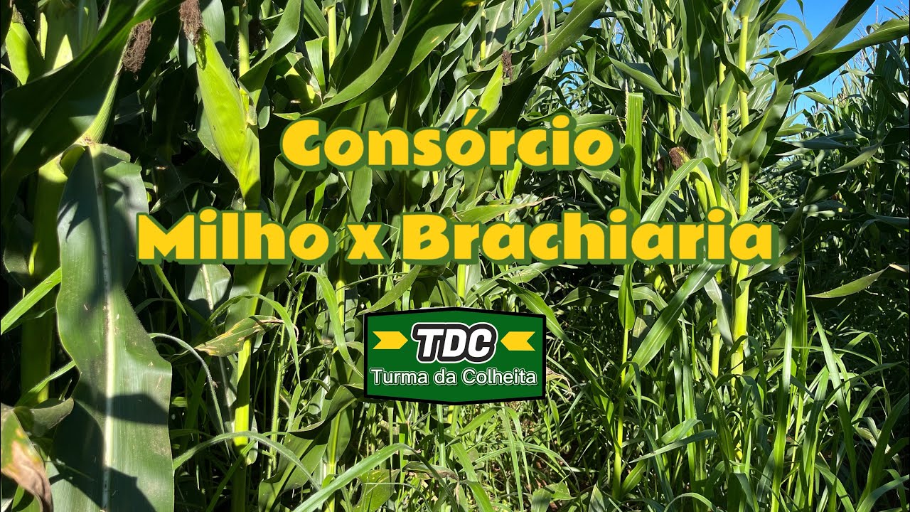 Consórcio Milho Brachiaria