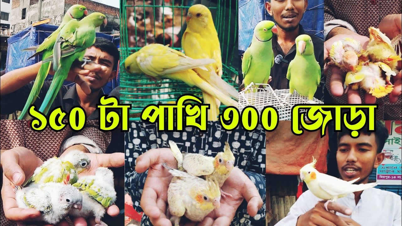 সবুজ টিয়া,বাচ্চা পাখি,ককাটেল পাখির দাম | মিরপুর ১১ পাখির হাট | Bird market | Mirpur 11 pakhir hat