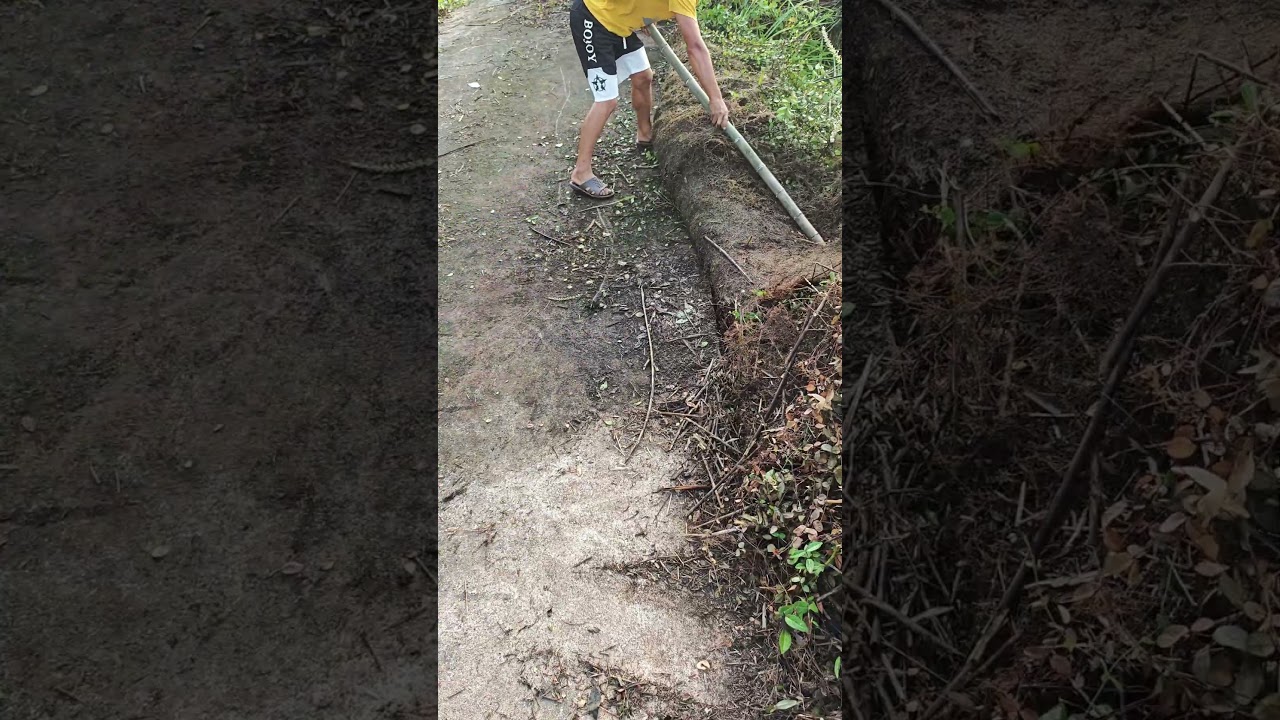 Improving outdoor labor efficiency: using bamboo poles to clear weeds from the road!