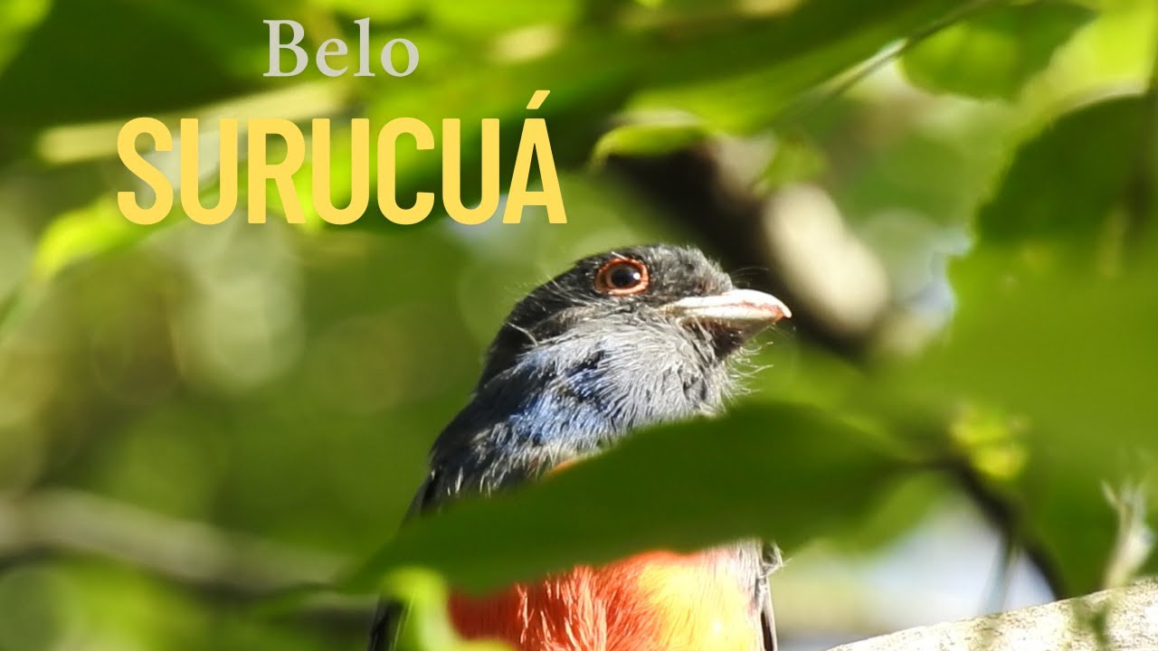 Surucuá-variado- Trogon surrucura