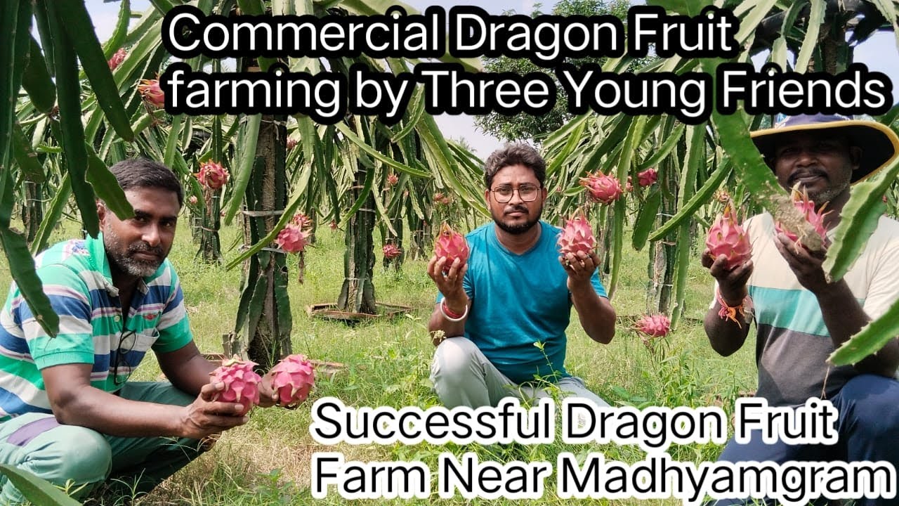 Commercial dragon fruit farming by three young friends | Best dragon fruit farm near Madhyamgram