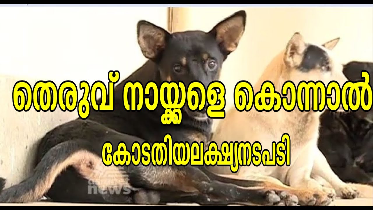 Killing of stray dog തെരുവ് നായ്ക്കളെ കൊന്നാല്‍ കോടതിയലക്ഷ്യനടപടി