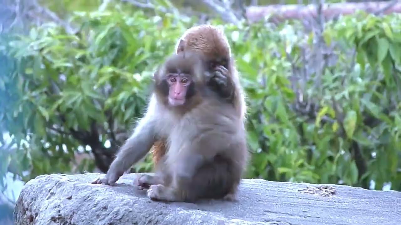 Ichikawa zoo con Punch: La rutina de un macaco muy especial