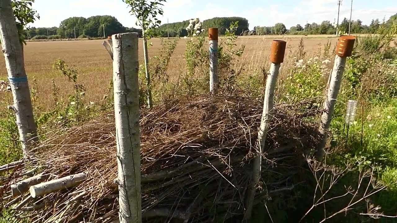 Le bois mort dans un jardin naturel : divers aménagements