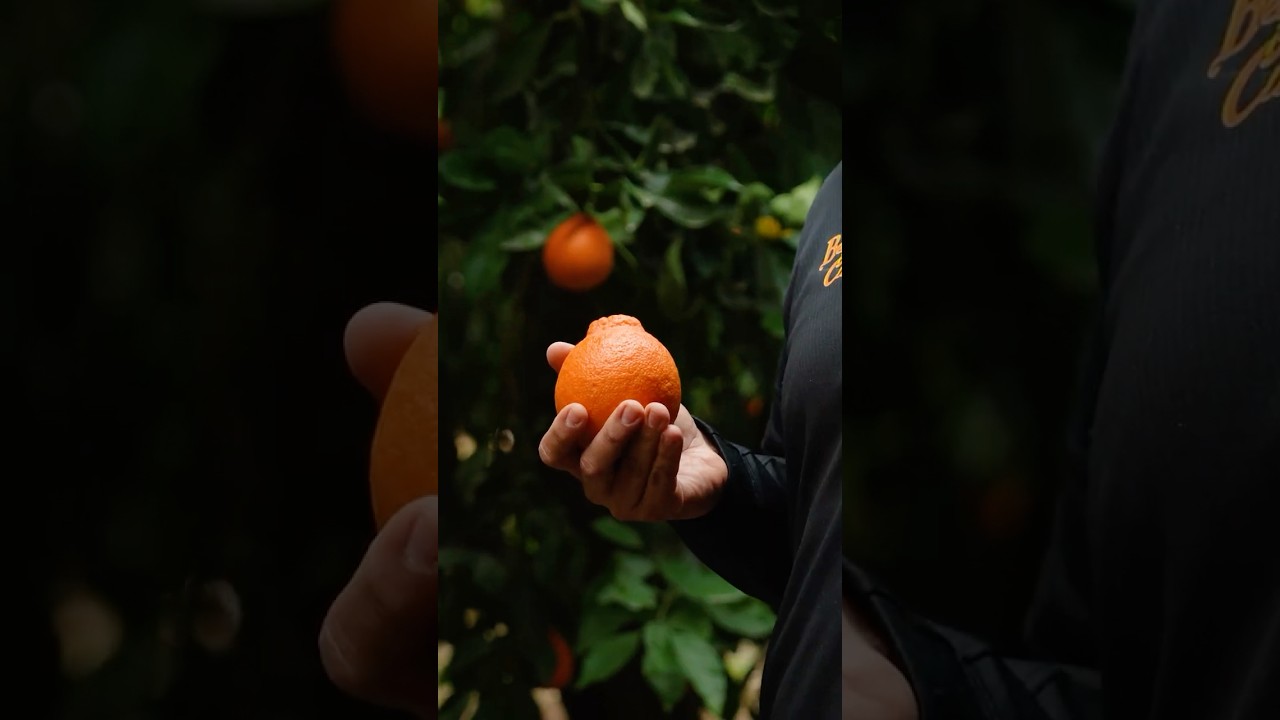 The Buzz at Bee Sweet: Minneola Tangelos