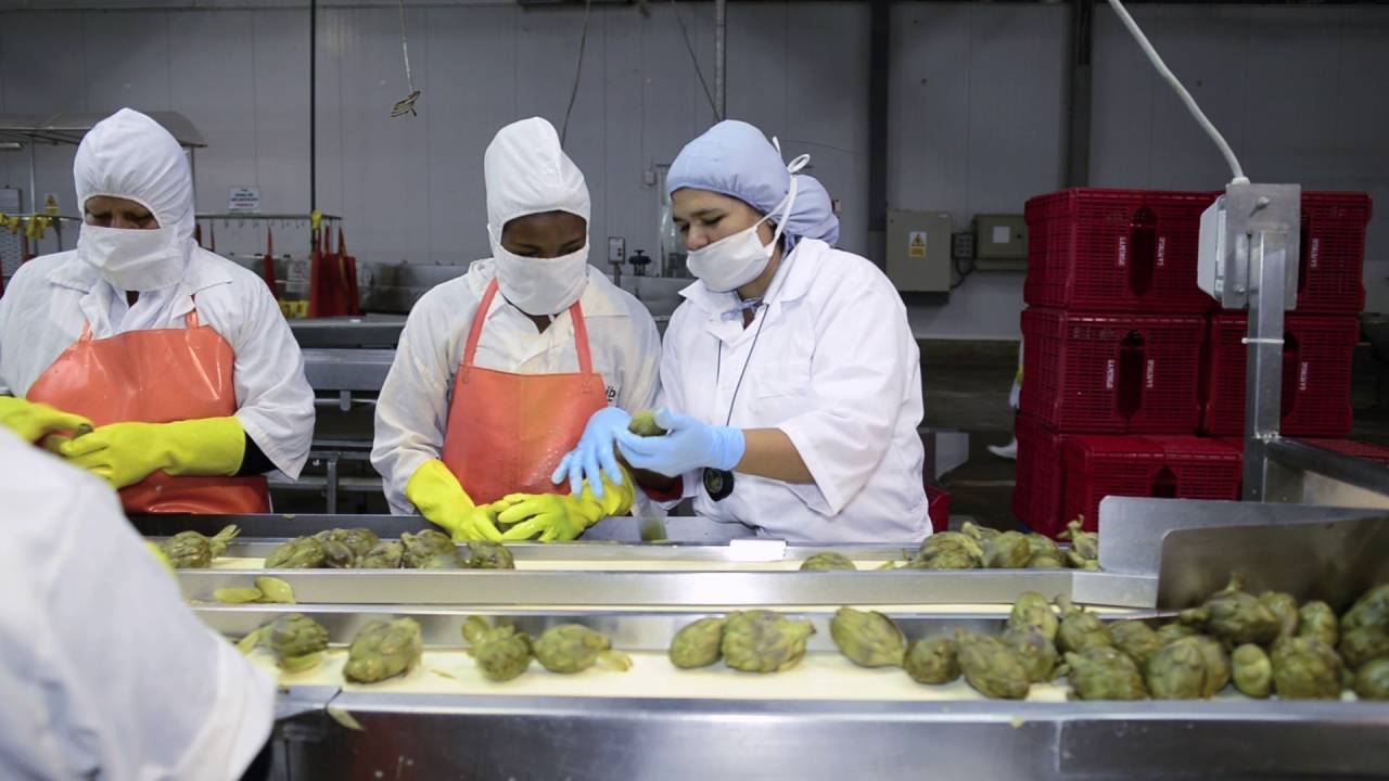 Seguridad y Salud en el trabajo en el sector agroindustrial - SUNAFIL te informa