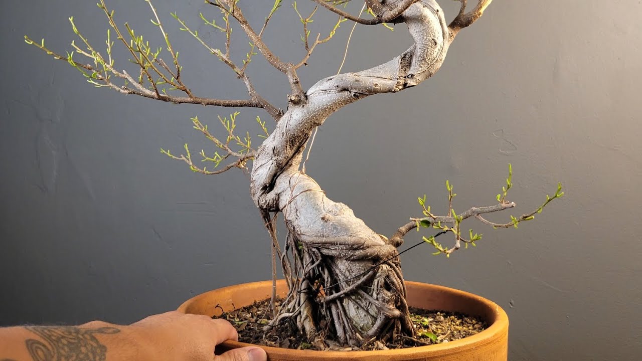 Defoliating Ficus microcarpa. Clip and grow with progress photos.